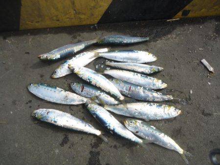 久しぶりのサビキ