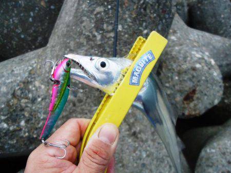 サゴシを求めて、またハズレ