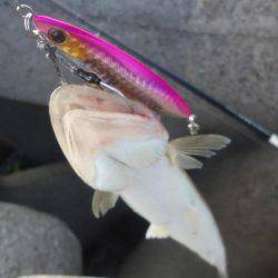 またサゴシ釣れず・・・