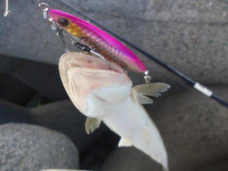 またサゴシ釣れず・・・