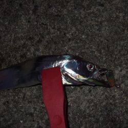 タチウオ復調！！