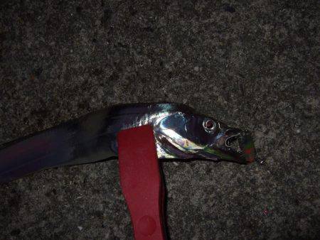 タチウオ復調！！