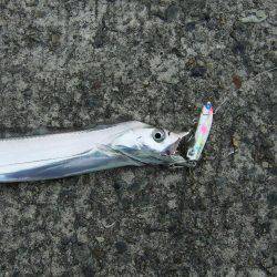 エイジングキャッチ達成＼(^o^)／