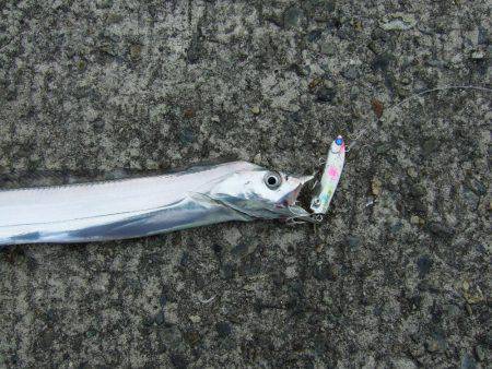 エイジングキャッチ達成＼(^o^)／