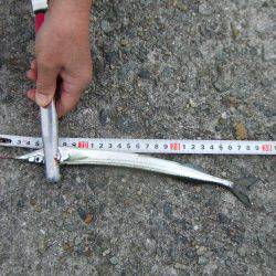 嫁さんのお供でサヨリ