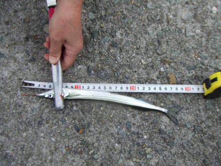 嫁さんのお供でサヨリ