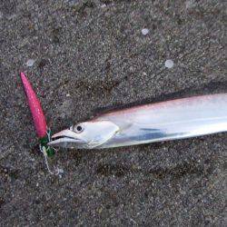 久々のサゴシとタチウオ