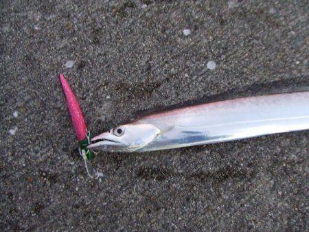 久々のサゴシとタチウオ