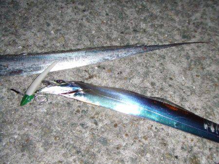 ワインドでタチウオ９２㎝も、テンヤでは不調