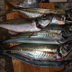 アジ、サゴシ 秋祭り。