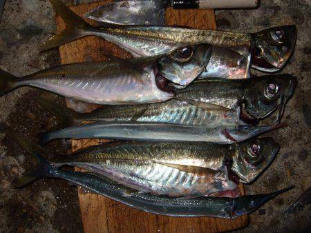 アジ、サゴシ 秋祭り。