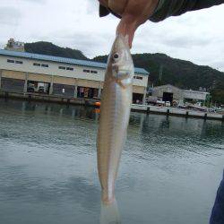 キス釣りに、珍客。