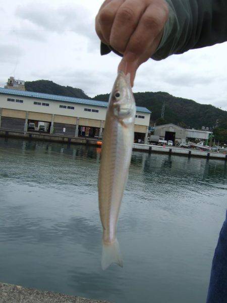 キス釣りに、珍客。