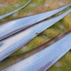 姫路にもようやく、タッチーきてます。