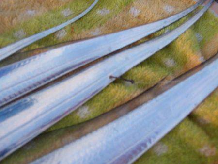 姫路にもようやく、タッチーきてます。