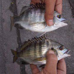 イワシ！大漁！