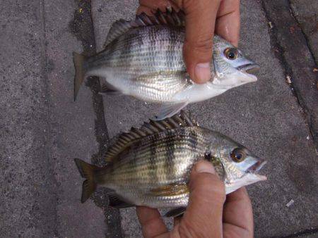 イワシ！大漁！