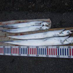 来た!ドラゴン!