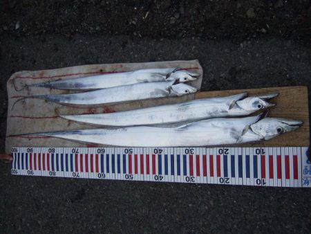 来た!ドラゴン!