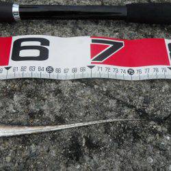 早朝～ウキ釣りでタチウオ