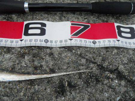 早朝～ウキ釣りでタチウオ