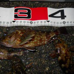 夕方~夜、エビ撒き釣りで根魚