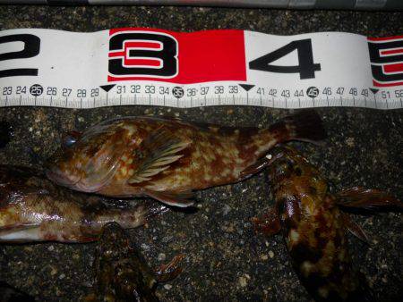 夕方~夜、エビ撒き釣りで根魚