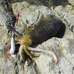 強風の中、磯でアオリイカのヤエン釣り