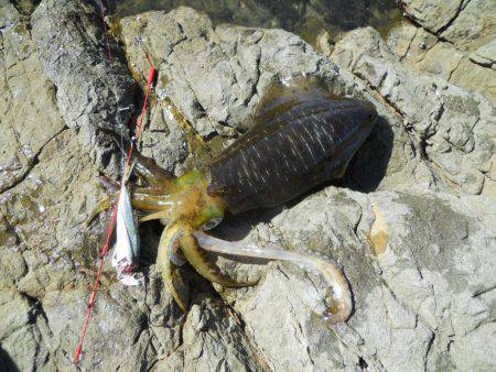 強風の中、磯でアオリイカのヤエン釣り