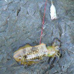 磯でアオリイカのヤエン釣り