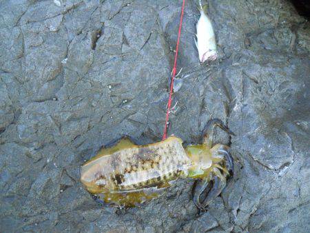 磯でアオリイカのヤエン釣り