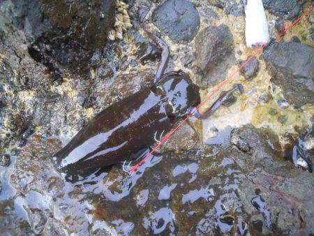 うねりの中、磯でアオリイカのヤエン釣り