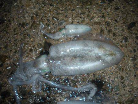 満月の大潮には