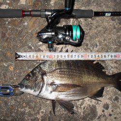 テクトロでチヌをゲット。