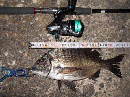 テクトロでチヌをゲット。