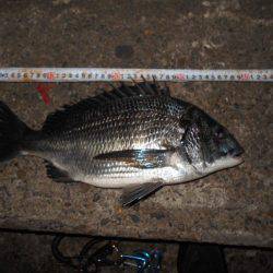 チヌとチーバス…。