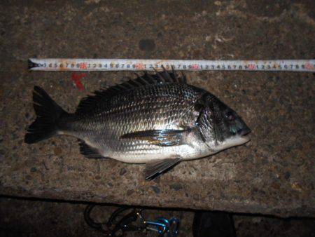 チヌとチーバス…。