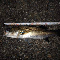 サヨリパターンのシーバス