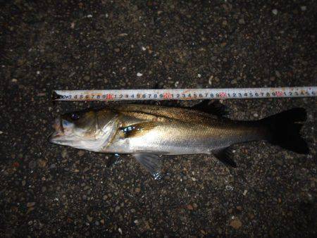 サヨリパターンのシーバス