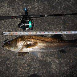 メタルバイブでシーバス♪