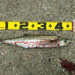 サゴシの回遊再び