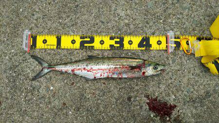 サゴシの回遊再び