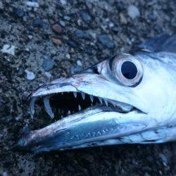 渋かった‼刀狩り2