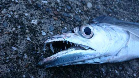 渋かった‼刀狩り2