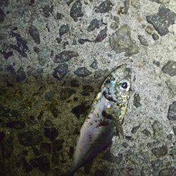 久しぶりにホームで