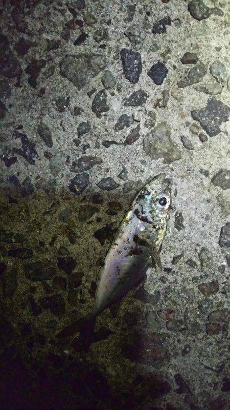 久しぶりにホームで