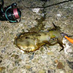 ナイスサイズ23cm680g