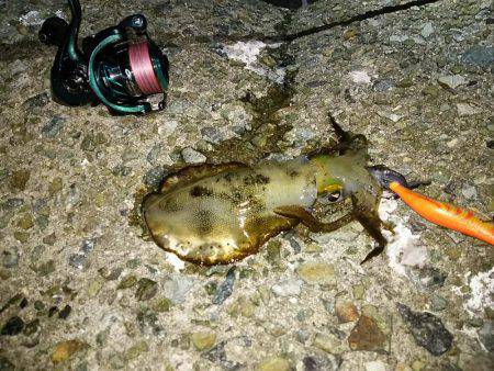 ナイスサイズ23cm680g