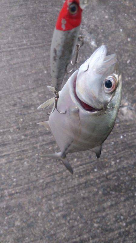 ルアーも楽しい