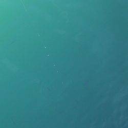 ライトジグサビキでマイワシ、ウルメイワシイレグイ